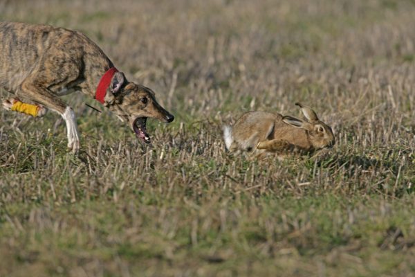 Small Game Rabbit Coursing Dog 1200x800